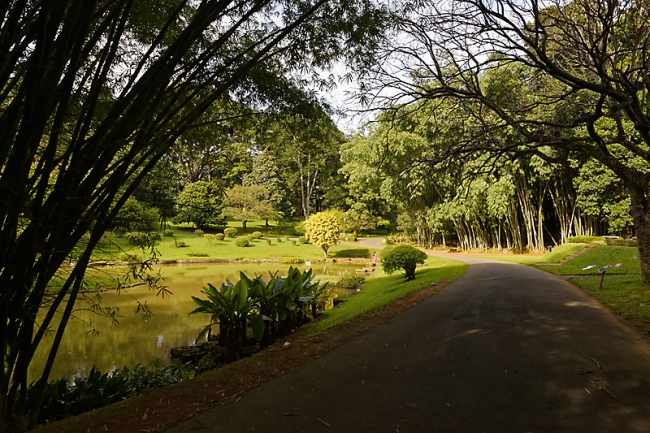 Kandy-Botanical garden-007